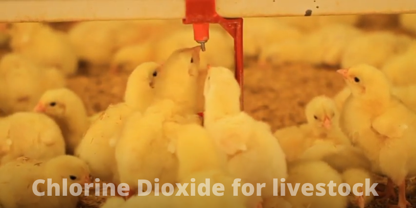 Chlorine Dioxide for livestock